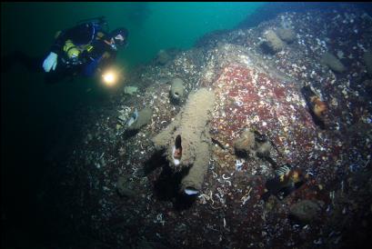 quillback rockfish and boot sponges on wall