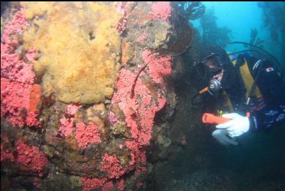 hydrocorals and yellow sponge