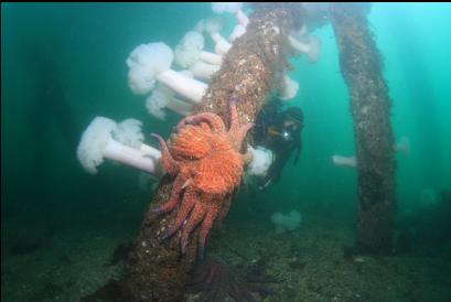 sunflower star and plumose anemones