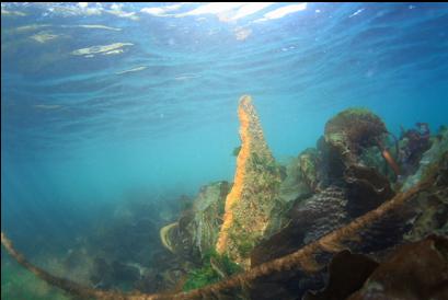 jagged metal from wreck just under surface