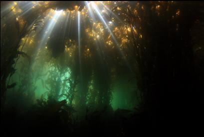 under the kelp