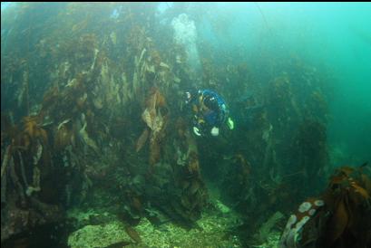 stalked kelp next to the boat