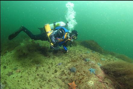 seastars near the point