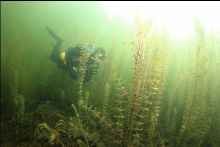 giant kelp forest