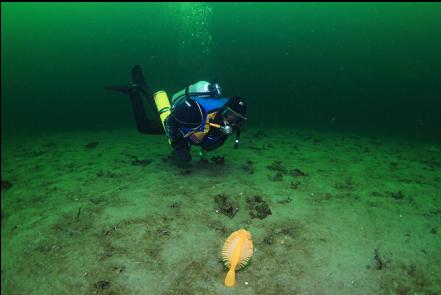 seapen during the swim out to the wall