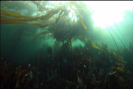 kelp near shore