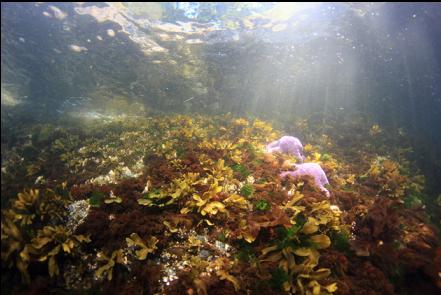 seastars near shore