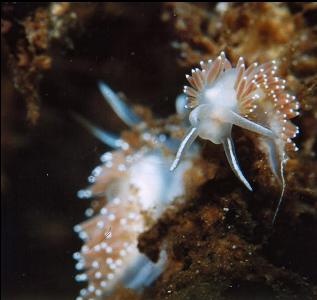 NUDIBRANCHS IN SHALLOWS