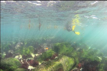 swimming out of the bay