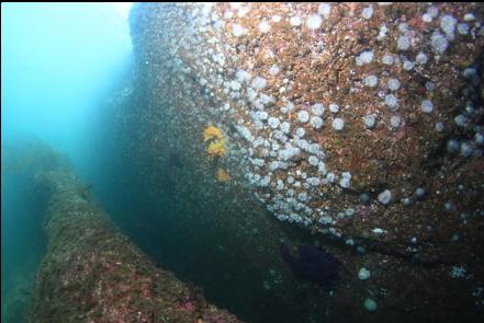 small white anemones under the lighthouse