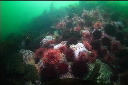 urchins on the rocky slope