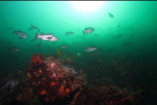 rockfish over the sewer pipe reef