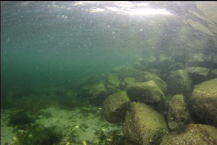 in the shallows starting the swim out