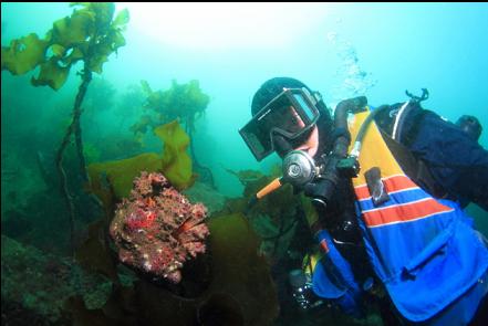 Puget Sound king crab on stalked kelp