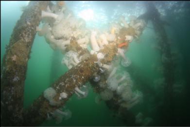 anemones on pilings