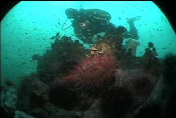 FISH-EATING ANEMONE, SHRIMP, ETC ON BOULDER