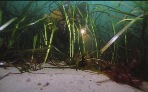 IN THE EELGRASS