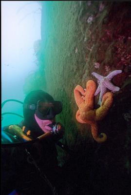 SEASTARS ON WALL