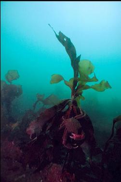 KELP CRAB