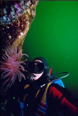 ANEMONE ON WALL