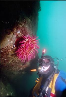 FISH-EATING ANEMONE