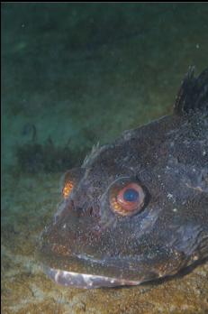 GREAT SCULPIN