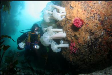 plumose anemones, fish-eating anemone, pink hydrocoral and yellow tunicate colonies in canyon