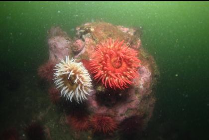 fish-eating anemones