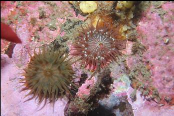 ANEMONES