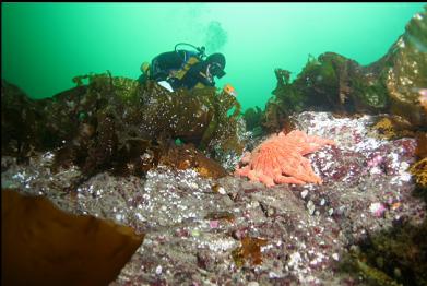 sunflower star and bottom kelp