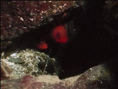 blown-up photo of red brotulas