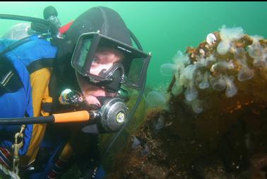 hooded nudibranchs