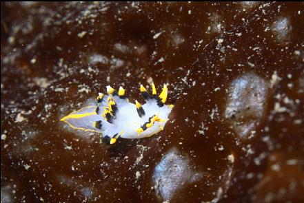 nudibranch on kelp