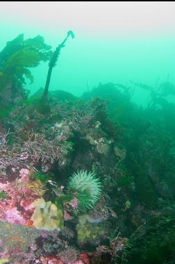 STUFF ON BOULDER REEF