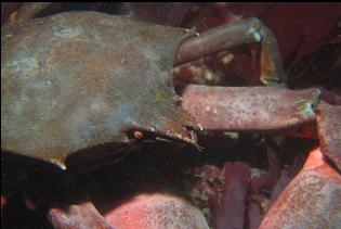 KELP CRAB