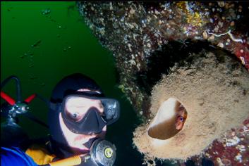 LOOKING AT ROCKFISH IN SPONGE