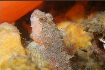 SCULPIN ON SPONGE