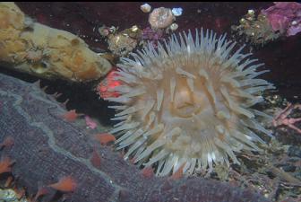 ANEMONE AND CALIFORNIA CUCUMBER