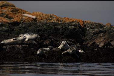 seals on rocks with telephoto lens