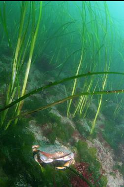 crab in eelgrass