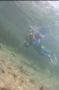 swimming back in sheltered shallows