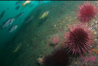 anemone and urchins on wall