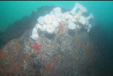 plumose anemones in bad visibility