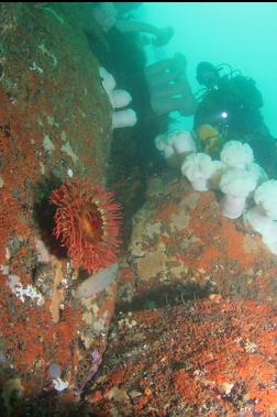 fish-eating anemone on wall