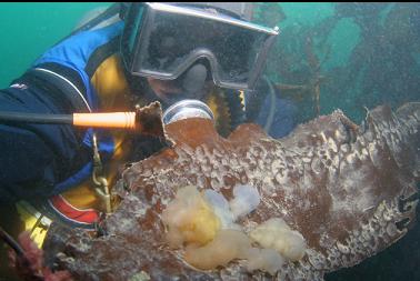 hooded nudibranchs on kelp