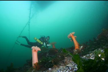 plumose anemones under dock