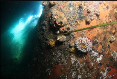 anemone, etc. in "tunnel"