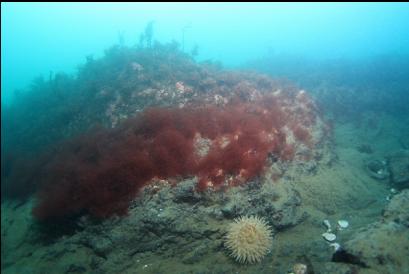 anemone and red seaweed