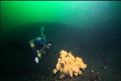 cloud sponge