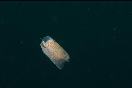 sea butterfly